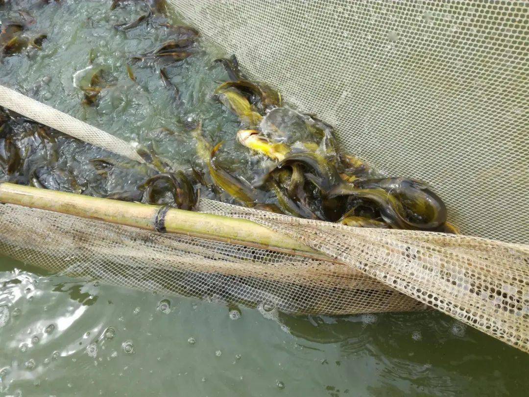 养殖黄颡鱼病害多不好养三招方法帮您忙