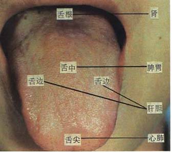 舌诊教学图谱大全，珍藏版！教你判断，一秒就会。。。_舌苔