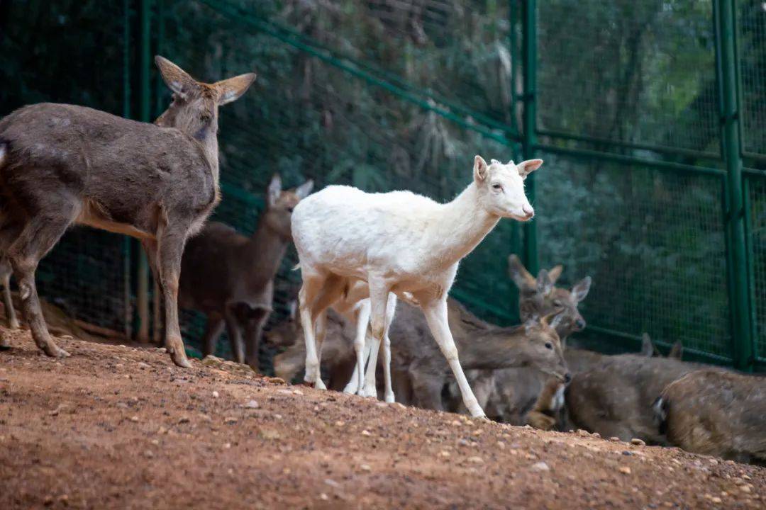 难得的是其中有6只白色的梅花鹿——鹿野仙踪的主要成员它们是园区