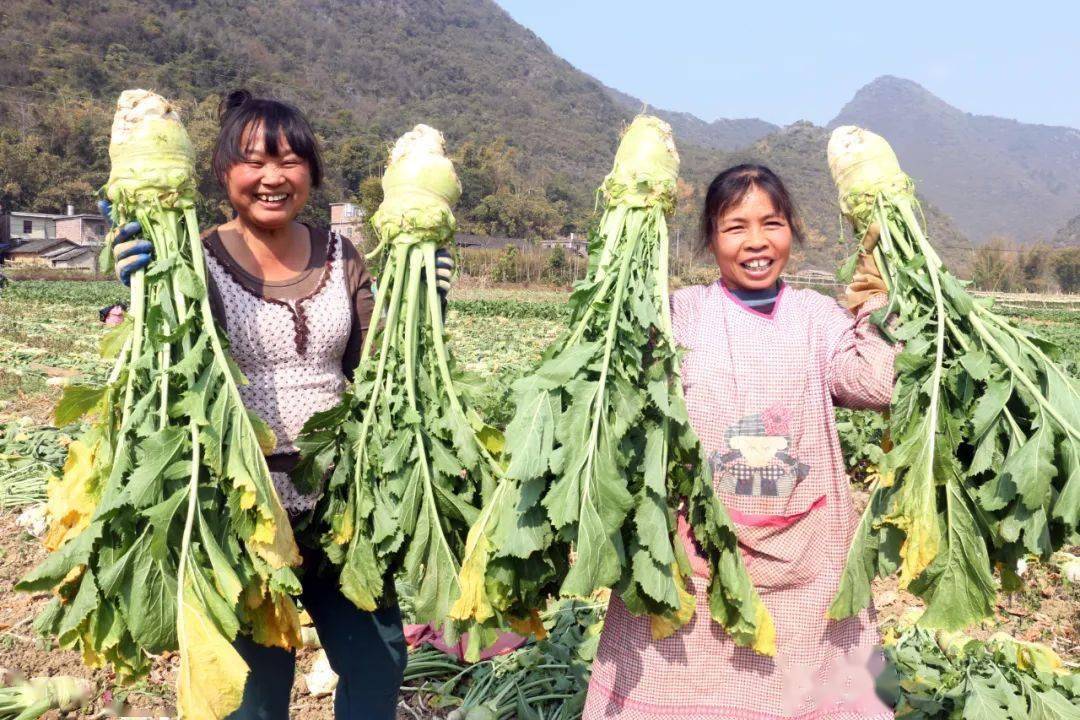 广西钟山英家大头菜成为农民脱贫致富金疙瘩