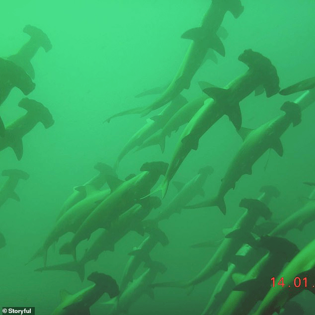刚下海就被200条锤头鲨围住怎么破.……？