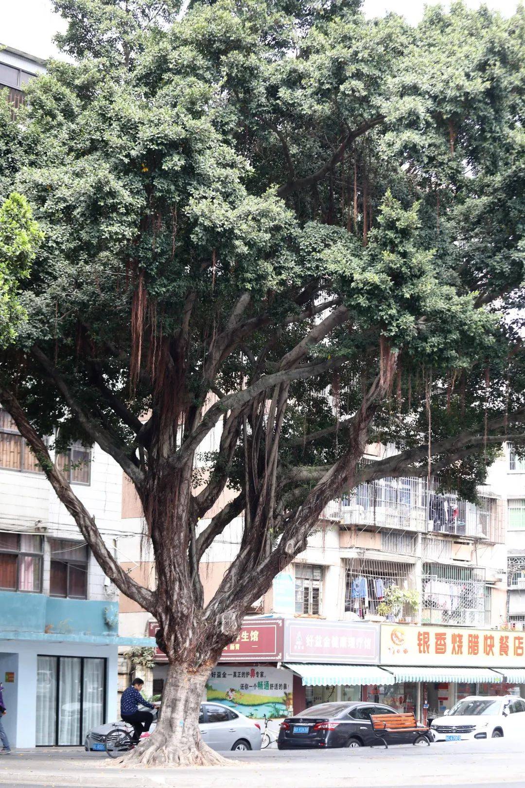 老珠海记忆: 榕树头下的街坊情