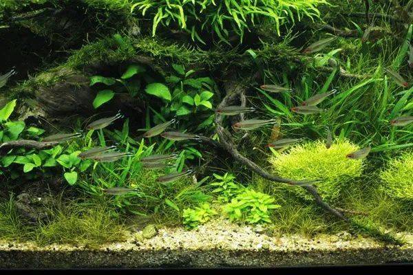 2种南美原生风格的缸你喜欢哪个类型