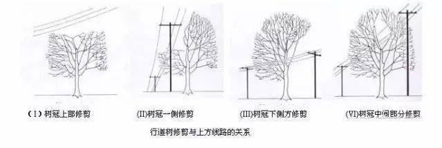 智慧社区服务 干货 绿化植物养护的技术集锦 修剪