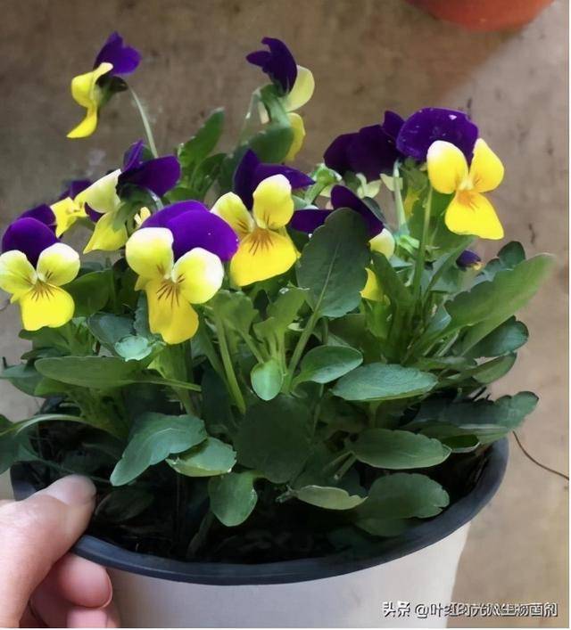 角堇和三色堇不光模样相似两种花在管理上还有四处相同点