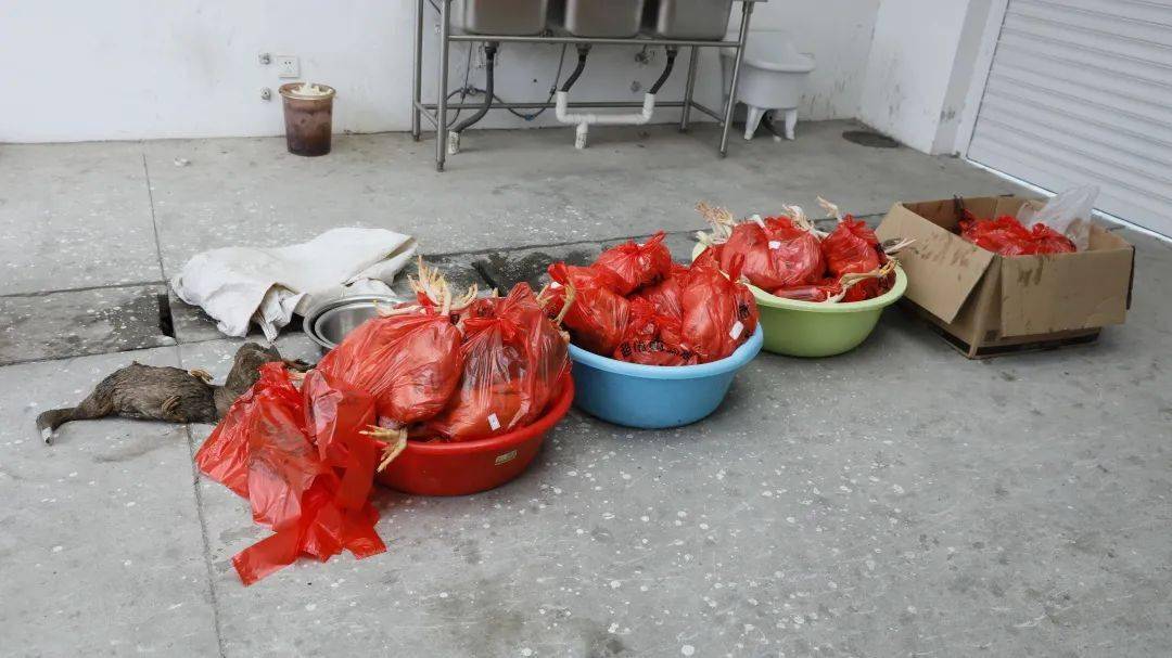 海门一伙偷鸡贼,一晚上80多只鸡惨遭毒手!