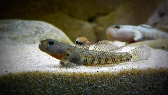 国产原生观赏鱼溪吻虾虎你一定见过