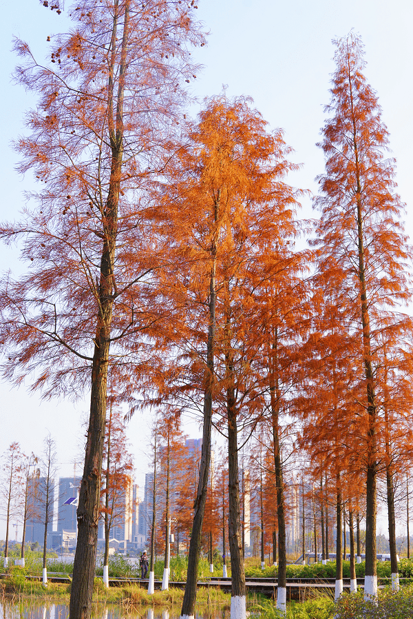 钦州白石湖这片水杉红宛如一幅浓墨重彩的油彩画