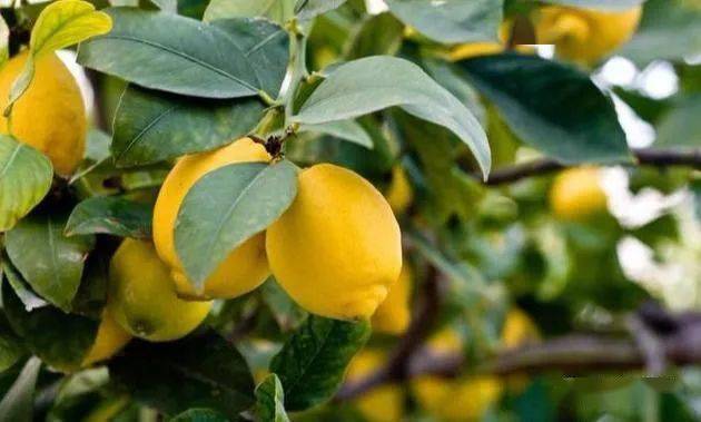 lemontree柠檬树旋律优美轻松愉悦萨克斯唯美音乐