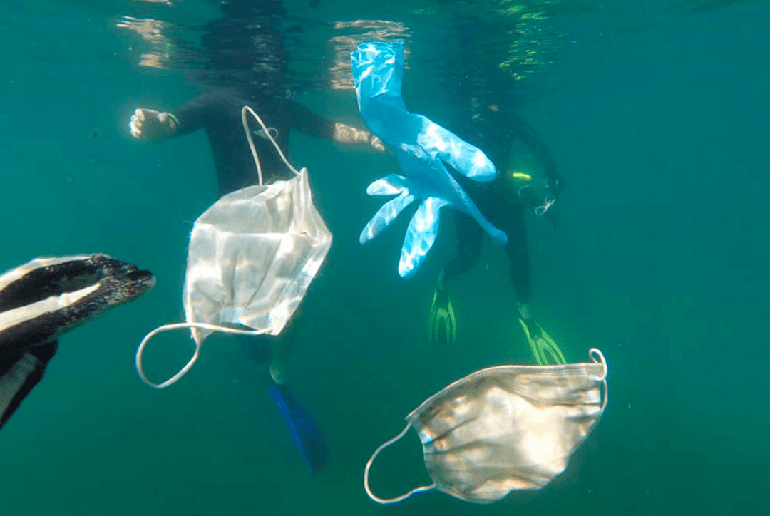 156亿个口罩流入海洋分解需要450年海洋生态面临前所未有的威胁
