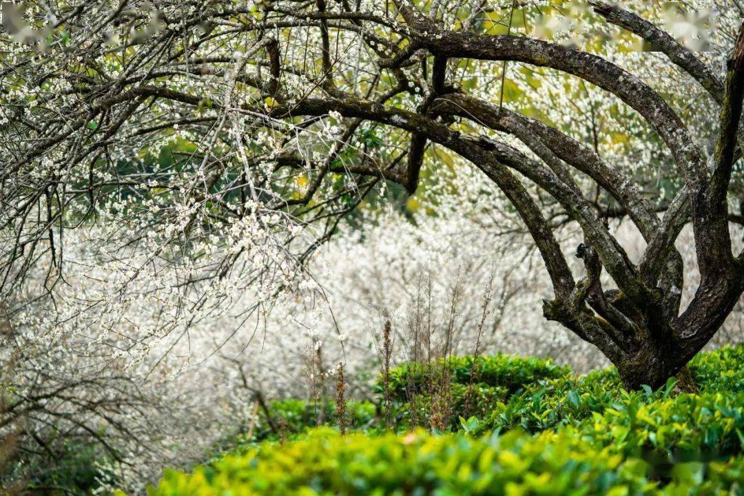 当梅花遇上饶平,人间竟有如此美境!