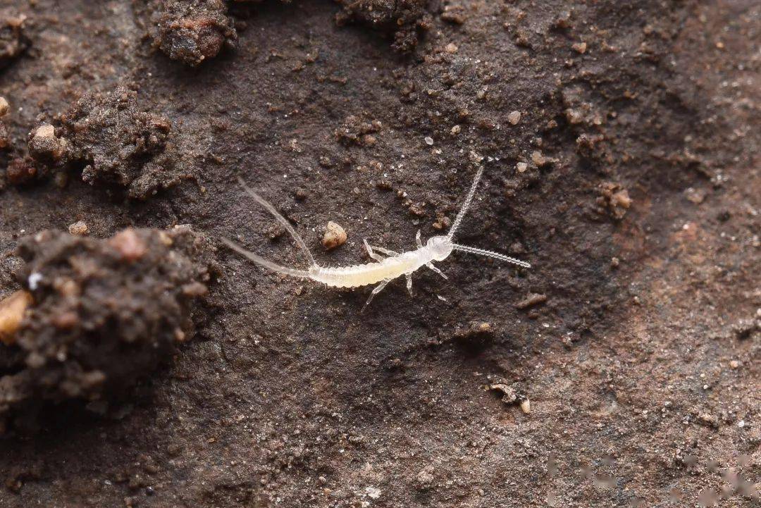 城荒招募沪内科学探索营佘山天马山辰山博物之旅来咯