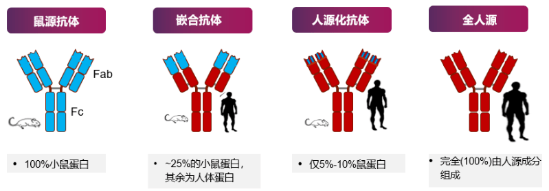 随后出现的人源化小鼠以及噬菌体展示技术,使得全人源单克隆抗体的