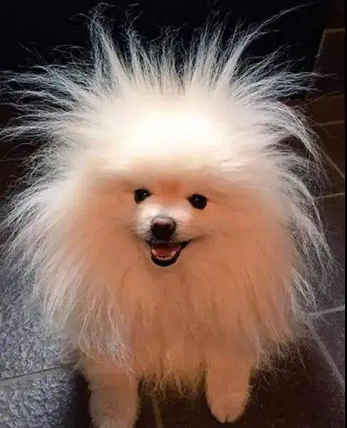 狗狗毛发修剪器 3024d02fcacf44f6b7fe1ccd6ea765a8.jpeg