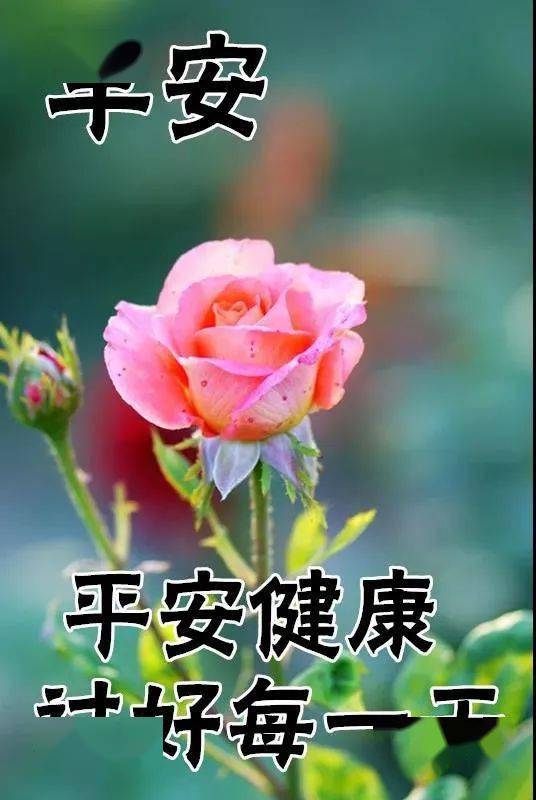 8张漂亮唯美早上好动态图片鲜花带祝福语暖心的早安问候祝福图片鲜花带字 问候语大全