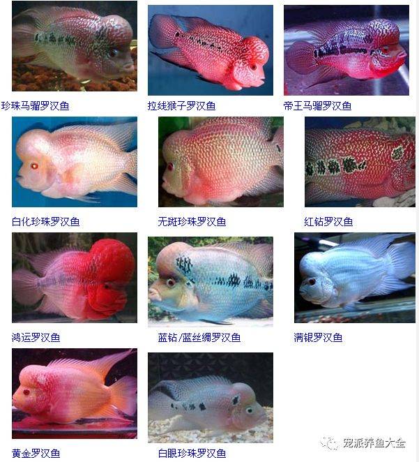 罗汉鱼品种排名40万图片