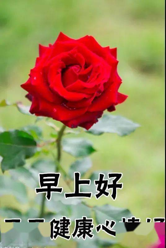 8张漂亮唯美早上好动态图片鲜花带祝福语暖心的早安问候祝福图片鲜花带字 问候语大全