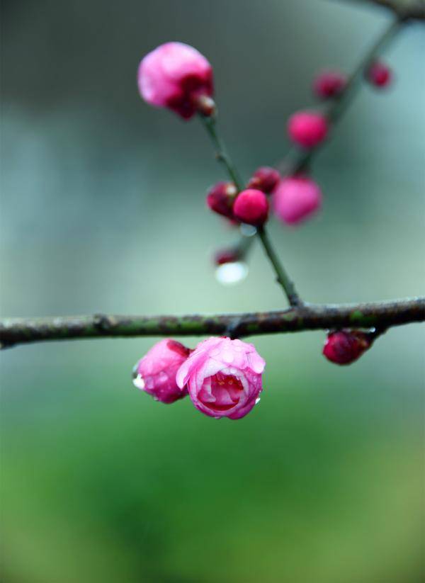 雨润花红