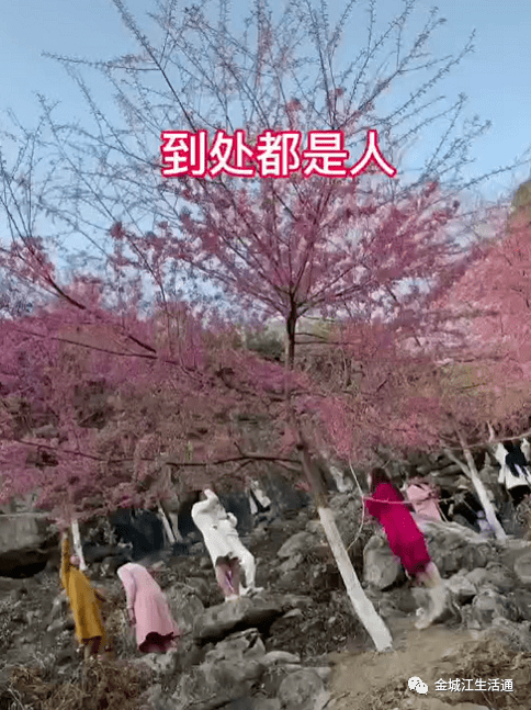 金城江有多少人口_金城江公园