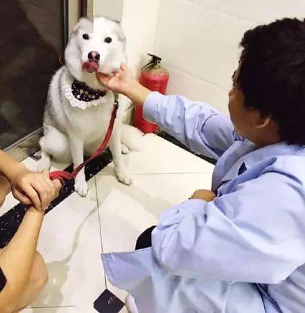 网友晒出哈士奇打针时的过程画面太沙雕了哈哈