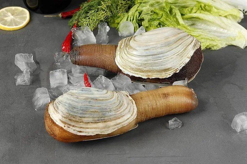 象拔蚌没有葱能不能装象