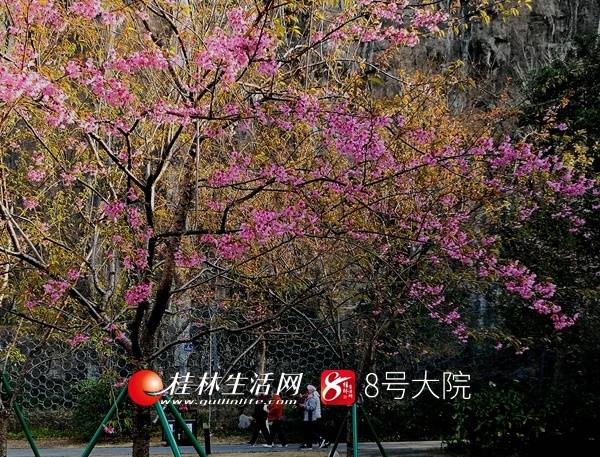 冬樱绽放！桂林这里又被浪漫粉红笼罩，恬静又唯美！（图）