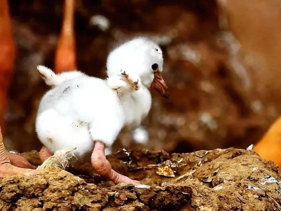 火烈鸟即将进入繁殖季一起静待新生命降生