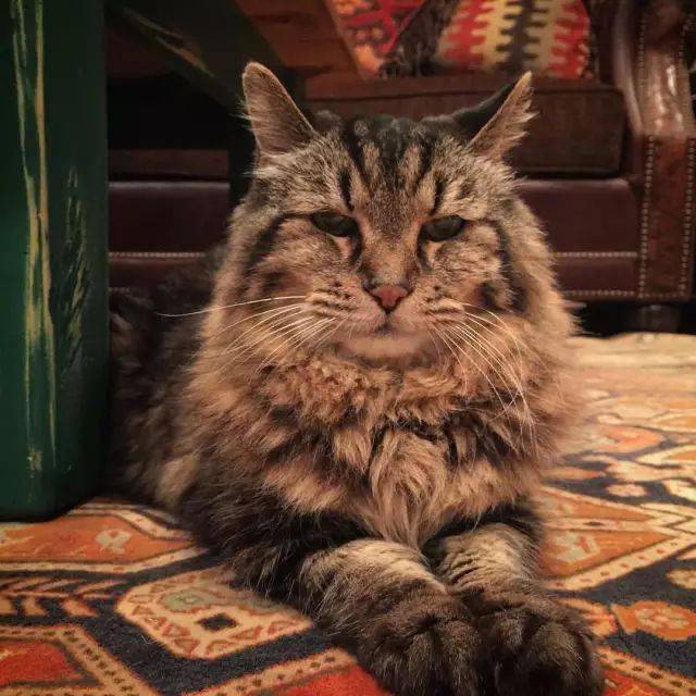 世界上最长寿的猫咪,快点跪下叫爷爷!