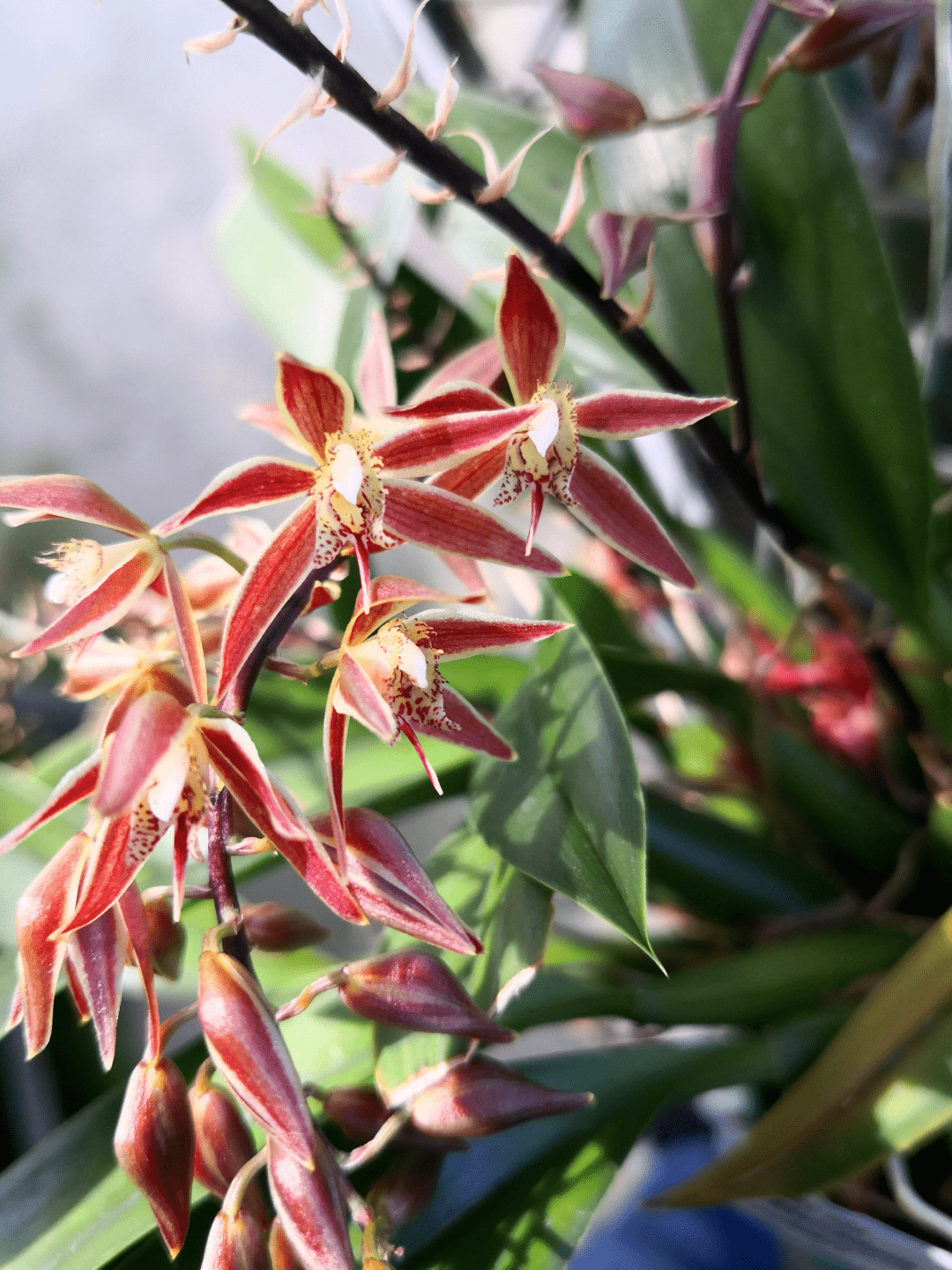 多花长腺兰 macradenia multiflora▲鸟舌兰属▲兔唇树兰