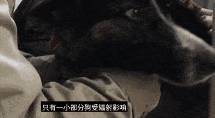 車諾比核爆炸35年後，那裡的貓貓狗狗們怎麼樣了？ 萌趣萌寵 第62张