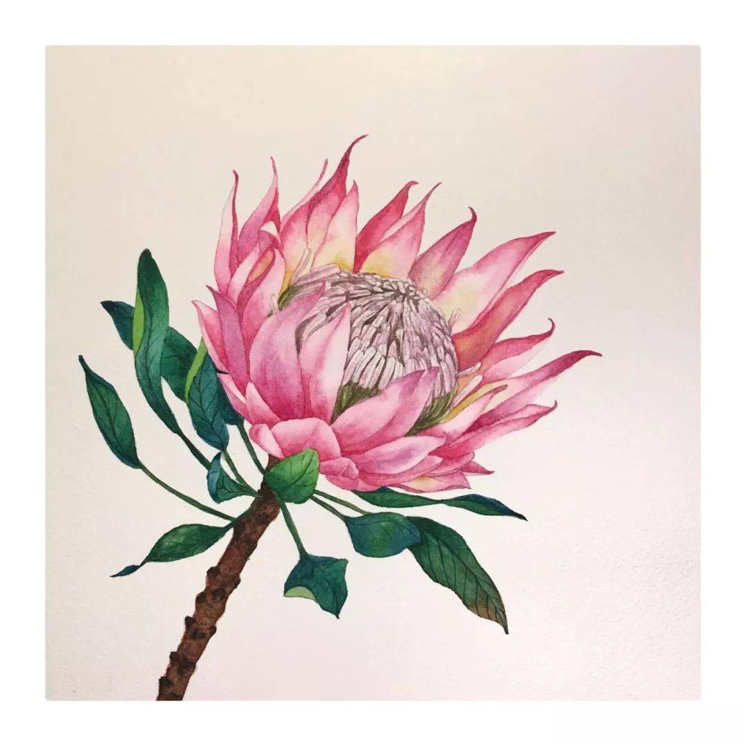 花花世界之帝王花的风采