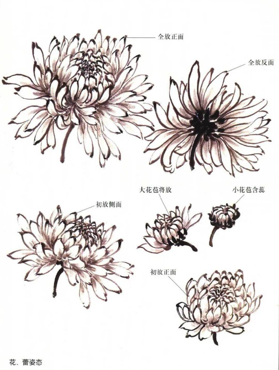 秋菊画法图片