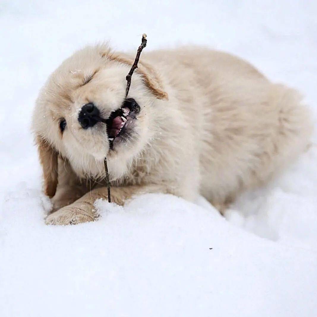 雪地里的小金毛治愈不开心