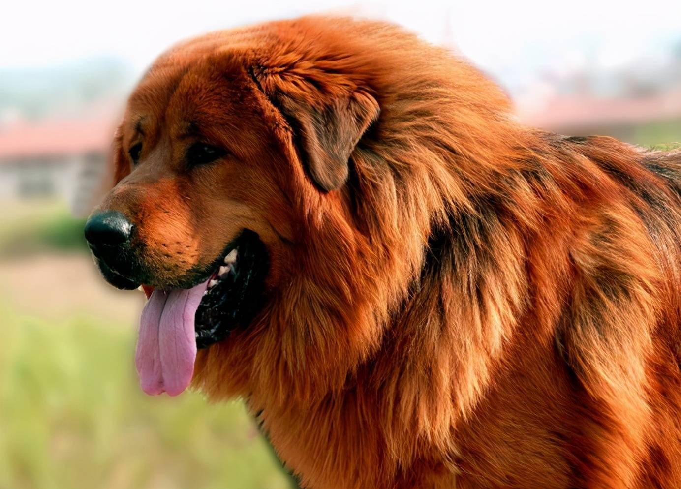 最终,幸存下来的幼崽成年,真的成为了藏民的保护神,这也成为了藏獒的