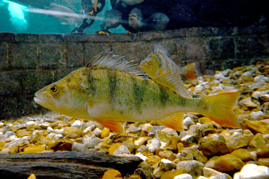 欧洲河鲈侵入新疆2年就能繁殖博斯腾湖全线失守