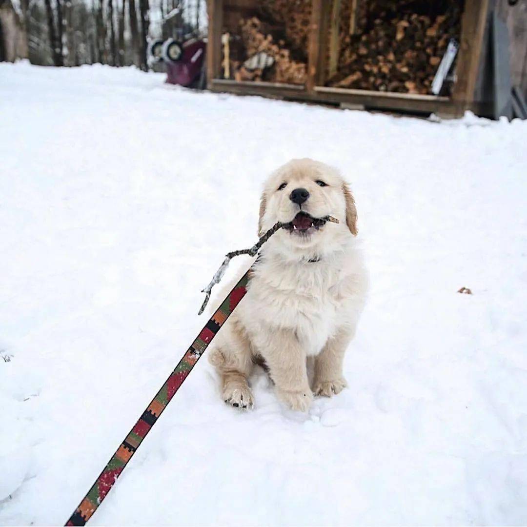 雪地黄金犬高清图片