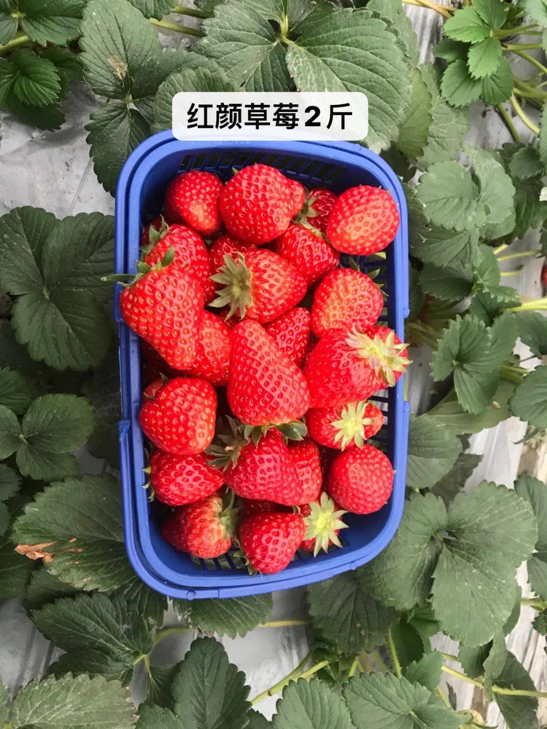红颜草莓2斤装
