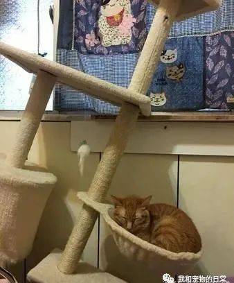 重量级橘猫熟睡危楼超安逸 这样也能睡 真是服了你 Mia