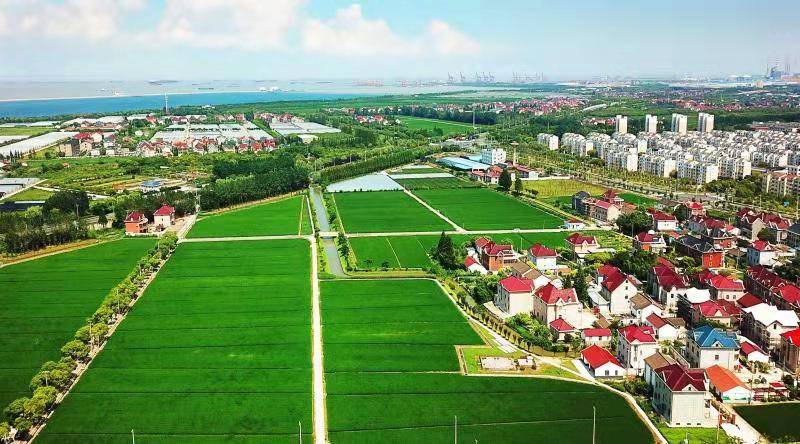 五村联动,孕育"烟火味"乡村振兴示范片区_罗泾镇