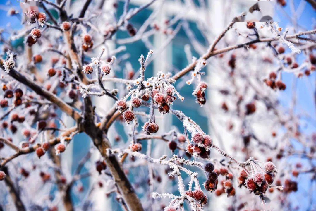 這雪景,這樹掛,這沈鼓,美哉!