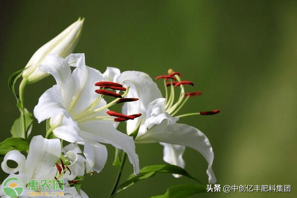 百合种球种植最佳时间和方法 百合种球种植季节 艾帝网 百合种球种植最佳时间和方法 百合种球种植季节 艾帝网