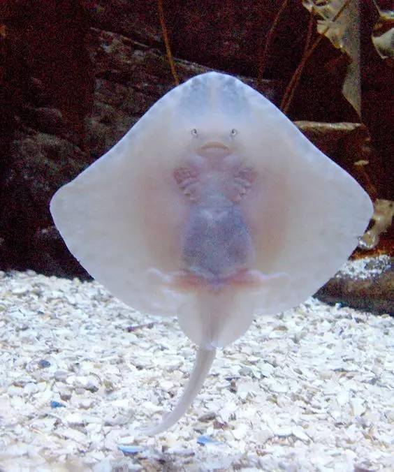 【大千世界】这60种动物,你可能一个都没见过!_水母