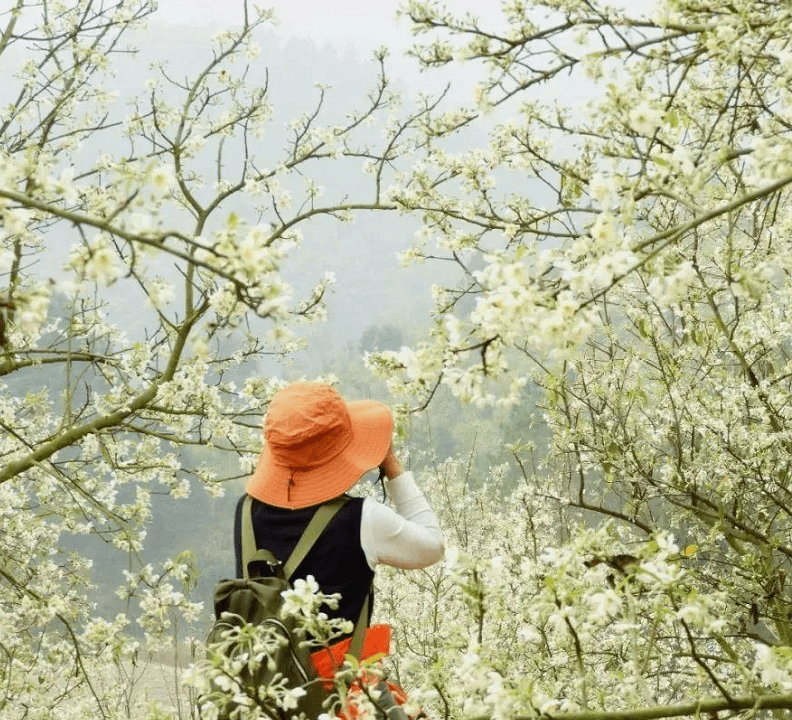 山楂花之恋 纯玩一日游 2月14日情人节首发 恭城百亩山楂树花开正美 等你来赴一场浪漫的山楂花之约 活动