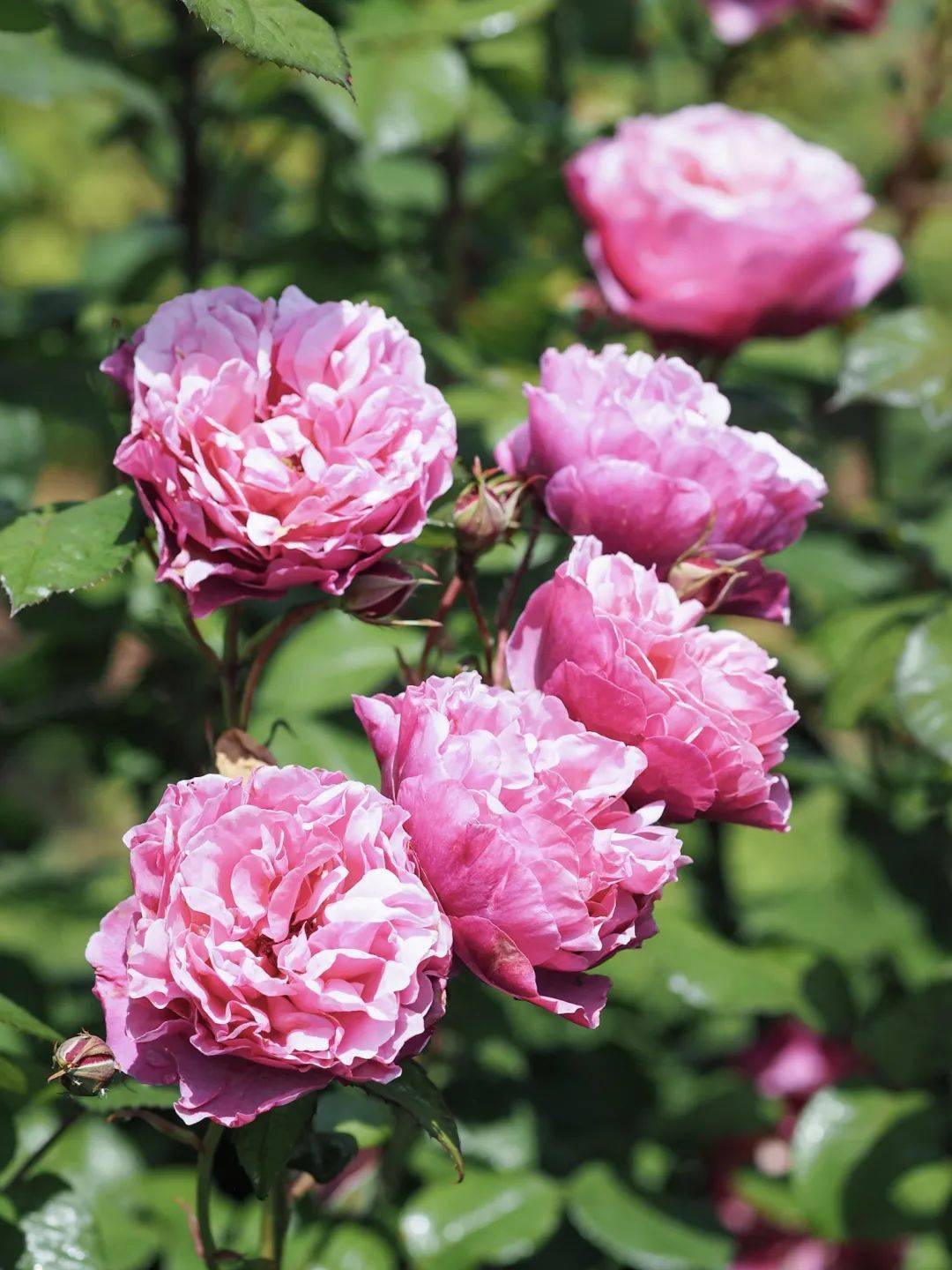 新品种一款接近完美的莉娜雷诺月季