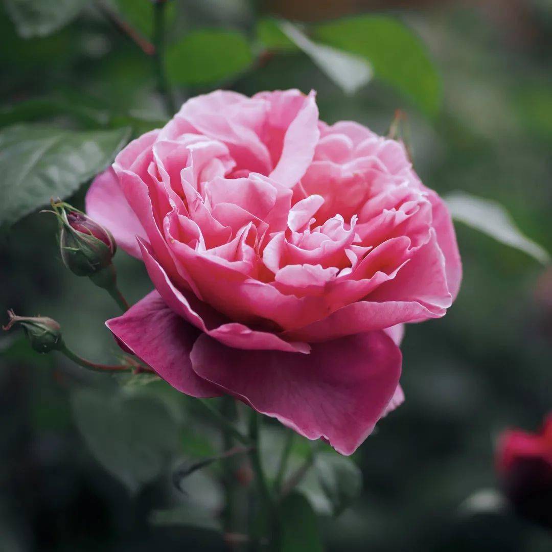 新品种一款接近完美的莉娜雷诺月季