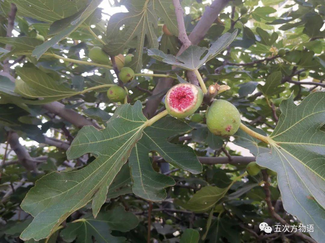 图22 无花果/ficus carica,隐头花序发育成的聚花果