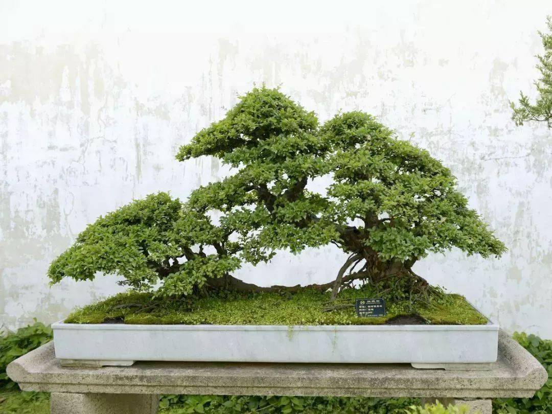 熟知雀梅的习性才能创作出更别具一格的雀梅盆景