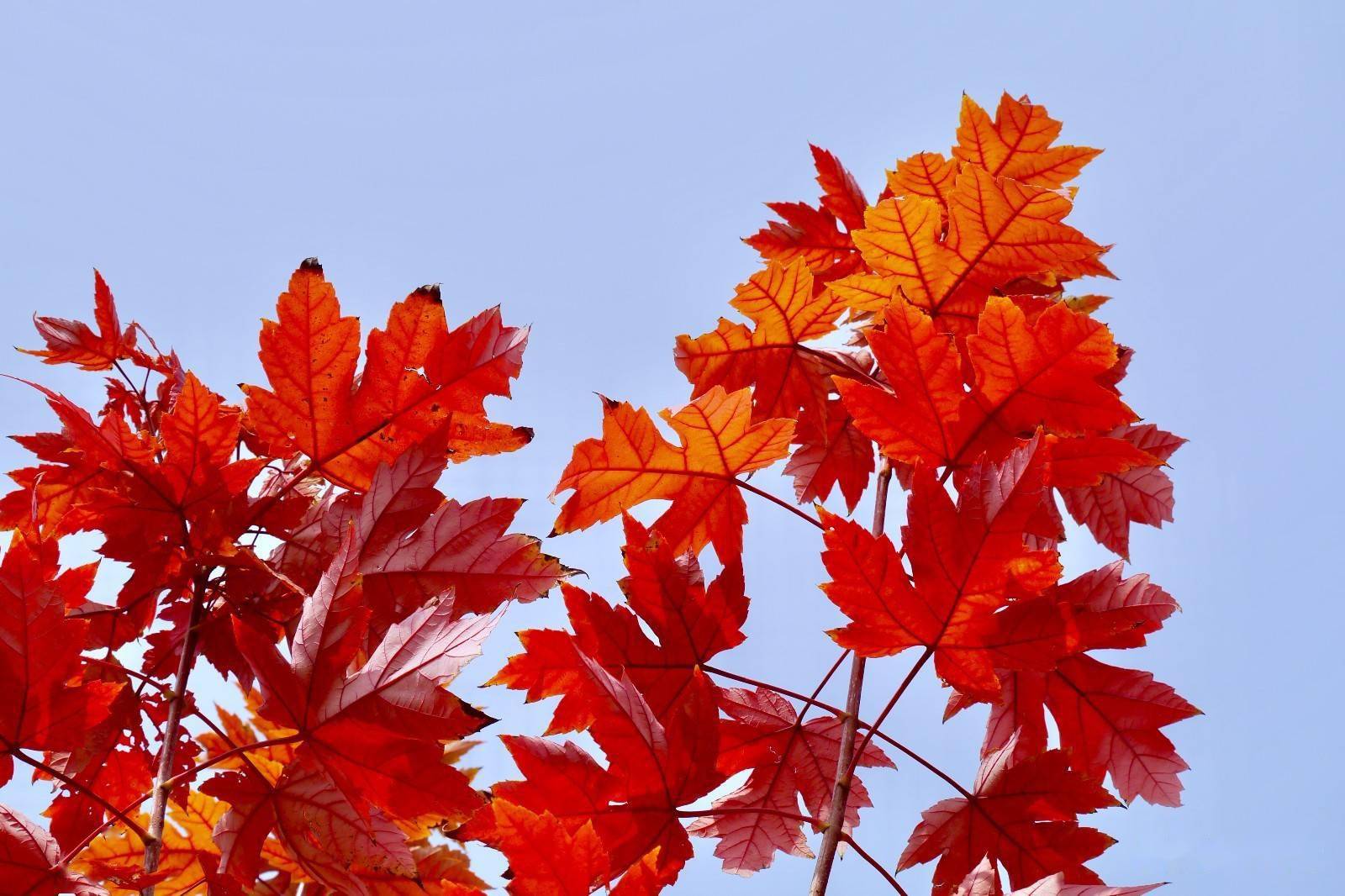 啥是五角枫 41f3187a6beb41489bcd519506a8ea1f.jpeg