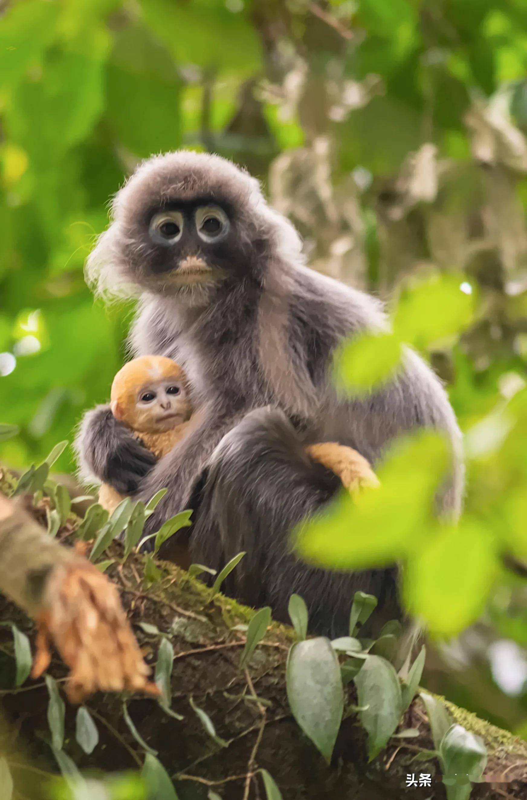 云南德宏11只金猴迎新春