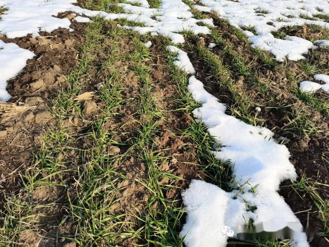 小麦普遍轻度冻害,播量过大是主因_手机搜狐网